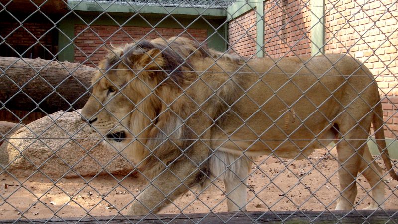 Lion at a Zoo. Image via Wikipedia by Carlosar.