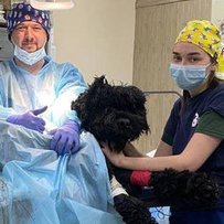 Харківські ветеринари провели унікальну операцію – Урядовий Кур’єр